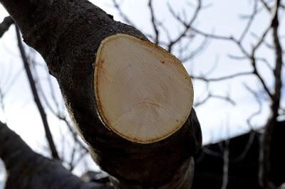 Heridas de poda