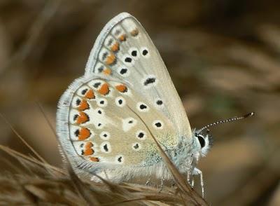 MARIPOSAS