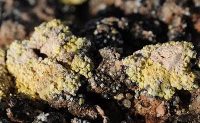 Líquenes de Miramontes