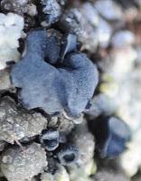 Líquenes de Miramontes