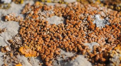 Líquenes de Miramontes