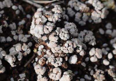 Líquenes de Miramontes