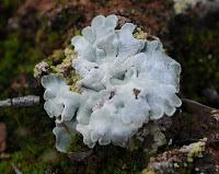 Líquenes de Miramontes