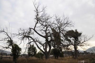 El Jardín del Regajo de Villena