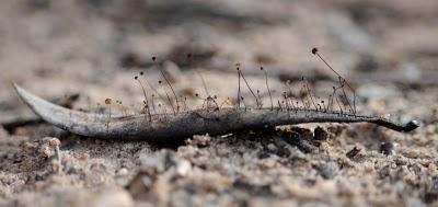 Un bosque en una hoja de olivo