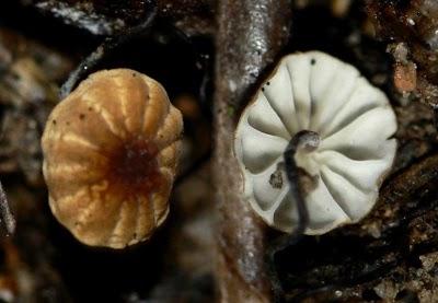 Un bosque en una hoja de olivo