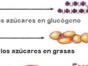 dieta glicémica relación nivel insulina
