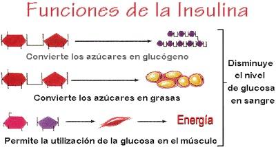 La dieta glicémica y su relación con el nivel de insulina