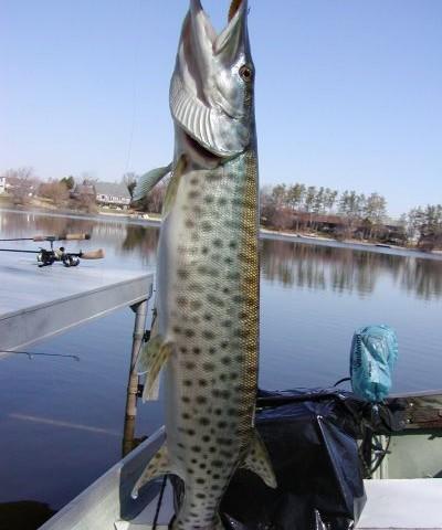 muskie pantera negra 400x480 MUSKÍE SPOTTED