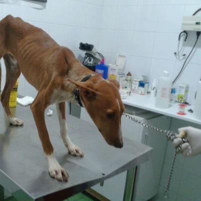 Foto: Sinceramente no sé ni como empezar a presentar a Alex. En menos de 15 días hemos recogido a varios podencos en estado lamentable y lo peor es que ésto no va a parar. Uno de ellos es Alex, sólo hay que ver las fotos para percibir su extrema delgadez. Tendrá unos 9 meses y ya conoce la peor faceta del ser humano, seguro que no servía para cazar y de una patada a la calle. Alex llevaba varios días deambulando por una zona muy transitada de Rute, con riesgo de ser atropellado y de provocar un accidente así que una compañera lo recogió y ahora lo único que podemos es ofrecerle un futuro incierto. ¿Quién va a querer adoptarlo siendo un podenco? Pero no perdemos la esperanza de que alguien pueda ver la nobleza de su raza y querer darle una oportunidad. Es tímido, muy noble y cariñoso... qué más podemos pedirle?  Si deseas adoptar a ALEX ponte en contacto con nosotros.   laika.astronauta7@gmail.com evacastillofernandez@yahoo.es l.donaflor88@gmail.com