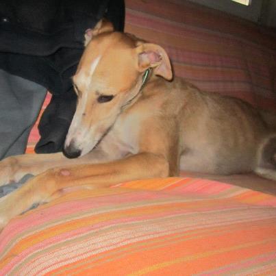 Foto: Éste es Mario, un galgo de lo más guapo que necesita ayuda urgente!!! Actualmente está en la perrera de Aranjuez (después de haber estado en una casa de acogida), pero es tanto su estrés allí dentro, que se está destrozando las patas al intentar escapar del chenil, se está llenando de heridas y temen porque se rompa una de las patas al intentar escalar por la reja. Por favor, es urgentísimo encontrar para él una casa de acogida o adopción!!! Si puedes ayudar, escribe a: aranjuezproteccionanimal@gmail.com  Podéis ver más fotos suyas aquí (busca a Mario): http://aranjuezproteccionanimal.org/adopciones/perros/machos/
