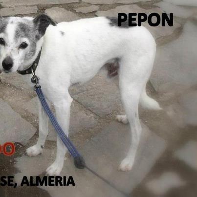 Foto: PERDIDO EN (SAN JOSÉ, ALMERIA) TIENE 18 AÑOOOOS --- ESTÁ CIEGO, SORDO Y ENFERMO SE LLAMA PEPON Y LLEVA CHIP. SUS PAPAS ESTAN DESESPERADOS Y YA NO SABEN DONDE BUSCAR. TODA UNA VIDA JUNTOS Y AHORA SIN NINGUNA NOTICIA DE SU PEQUEÑO... POR FAVOR SI LO VES O SABES ALGO ESCRIBE!! Y AYUDANOS A SU DFFF CONTACTO: gunguilla@hotmail.com