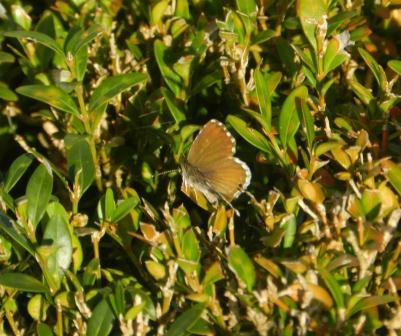 La mariposa importada