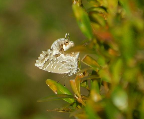La mariposa importada