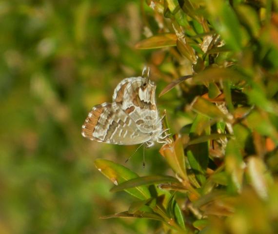 La mariposa importada