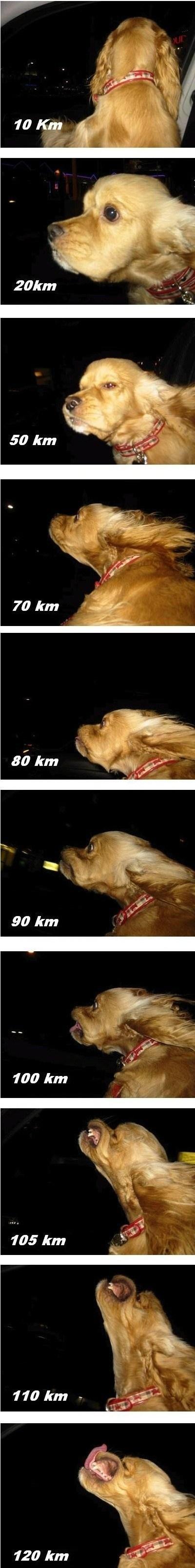 Velocidad vs Perro