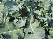 Plantas ornamentales comestibles