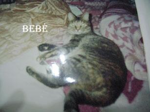 Bebé está en el cielo, era el gato adorado de Ileana, una...