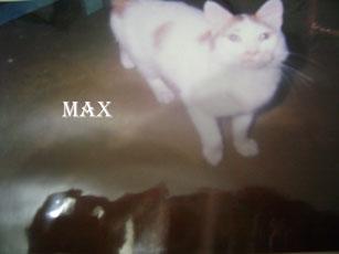 Bebé está en el cielo, era el gato adorado de Ileana, una...