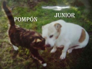 Bebé está en el cielo, era el gato adorado de Ileana, una...