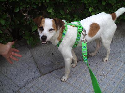 Milo, despues de pasar por un atropello y la perrera, se merece un hogar por navidad.