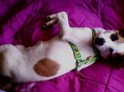 Milo, despues pasar atropello perrera, merece hogar navidad.