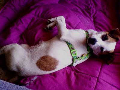 Milo, despues de pasar por un atropello y la perrera, se merece un hogar por navidad.