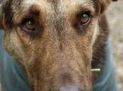 Dandy, pena detrás otra‏.