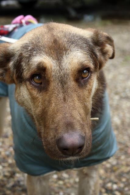 DANDY, UNA PENA DETRÁS DE OTRA‏.