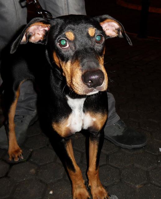 Cachorro enfermo que echan a la calle (X Pinscher) SEVILLA.