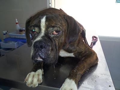 Kenzo, encontrado en pésimo estado, aun así es precioso.