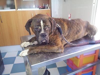 Kenzo, encontrado en pésimo estado, aun así es precioso.