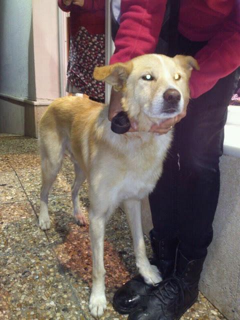 El dueño lo maltrata, y lo tiene en unas condiciones pésimas!!! URGENTE, (CADIZ)