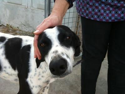 Perro en peligro, zona rural de cazadores. (Sevilla)