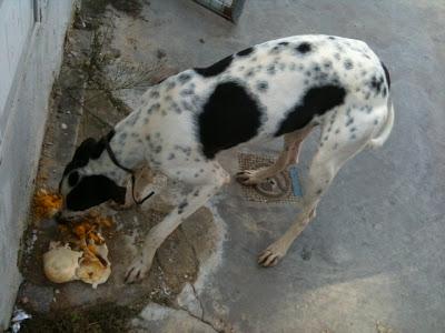 Perro en peligro, zona rural de cazadores. (Sevilla)