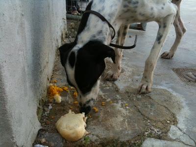 Perro en peligro, zona rural de cazadores. (Sevilla)