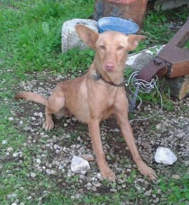 AIDA, triste podenquita sin saber a dónde ir. GPAR