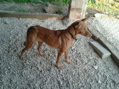 AIDA, triste podenquita sin saber a dónde ir. GPAR