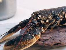 Cómo cocer langosta bogavante