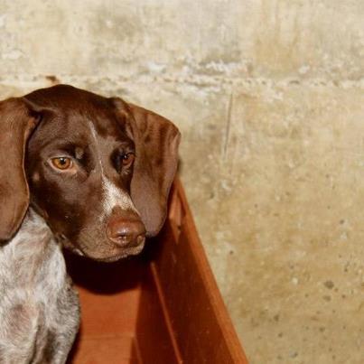 Foto: MUY URGENTE SACAR EL LUNES A CAMILO! Es un cachorro de Braco de unos 4 meses. Tímido, pero enseguida te sigue y de deja acariciar. Es precioso!Quien conoce un braco, los ama para siempre. Son lo más cariñoso del mundo , tímidos, sociables, MARAVILLOSOS.   ACOGIDA O ADOPCIÓN PARA KAMILO! TXIKAS DE ETXAURI:  latxikasol@hotmail.es lamagga@gmail.com