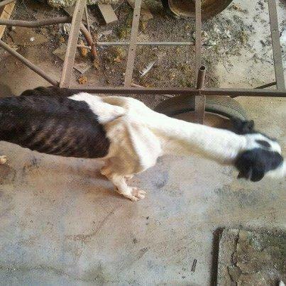 Foto: URGENTE!!!  GENTE DE ALBACETE!!!ESTE GALGO S LO HA ENCONTRADO UNA CHICA QUE HA IDO ALLI Y VUELVE A SEVILLA,COMO NO PODIA DEJARLO EN SU ESTADO EN LA CALLE Y NADIE SE PODIA HACER CARGO DE EL SE LO HA DEJADO A UN CHICO EN UN GARAJE,PERO STA TODO EL DIA SOLO Y A OSCURAS!!!VAN UNA VEZ AL DIA A PONERLE COMIDA Y AGUA!!!  POR DIOS ESE ANIMAL NECESITA QUE LO VEA UN VETERINARIO Y ESTAR EN UNA CASA DE ACOGIDA O ALGO NO SOLO A OSCURAS!!! EL QUE PUEDA AYUDAR QUE ESCRIBA POR WASSAP O LLAME: CARMEN 687089496  SEGURO QUE ALGUIEN PUEDE O ALGUNA PROTECTORA!!!