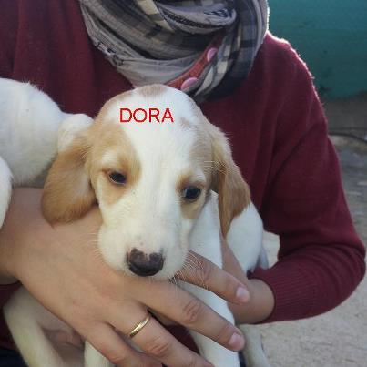 Foto: Me llamo Dora, por Dora, la exploradora, porque siempre estoy dispuesta a investigar, subir o bajar donde la curiosidad me lleve... mi mami es Txutxe, la galguita que os presentaron ayer , y mi papa está claro que es un bretón ... vaya combinación de caracteres mas dulces ¿no? ...  Ahora estoy con mis hermanitas y mama en Amidea , aunque me han dicho que esto no es un hogar... no lo sé nunca he estado en ninguno ... pero lo que cuentan es muy bonito ... ¿me llevas al tuyo?  Nombre Dora fecha entrada: 14-11-12 fecha nacimiento: 10-10-12 raza: cruce de galgo y bretón tamaño: mediano caracter, de bebes...muy tiernos!!  Contacto marisolamidea@gmail.com