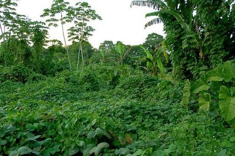 Gobierno mexicano privatizará el oxígeno de la Selva Lacandona