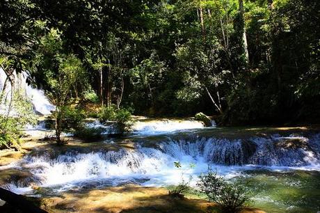 Gobierno mexicano privatizará el oxígeno de la Selva Lacandona