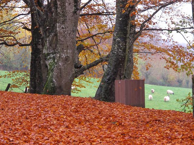 Paseando y recolectando