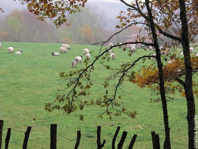 Paseando y recolectando