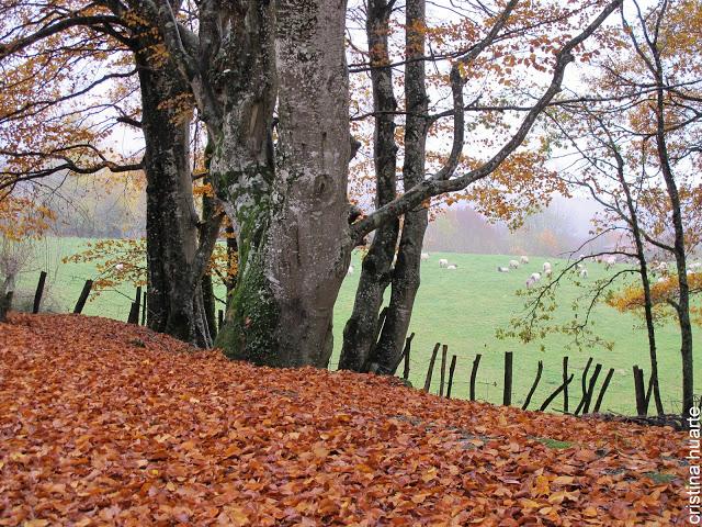 Paseando y recolectando