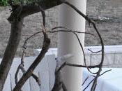 Candelabro