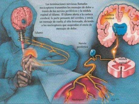 Vindicación del dolor