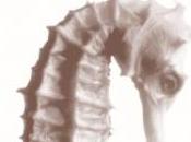 niña faro Jeanette Winterson